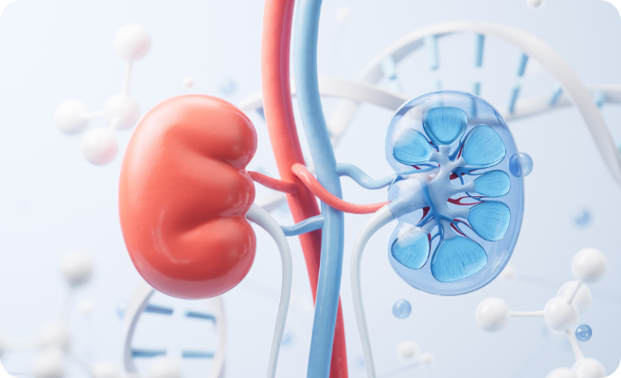 소아신장질환 관련 신장 이미지